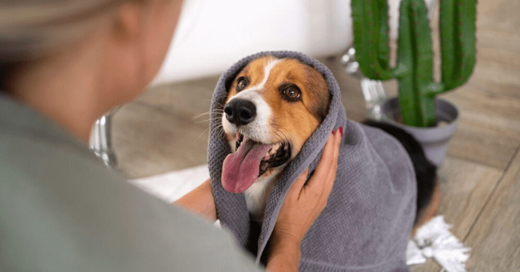 Build a brand for your pet business