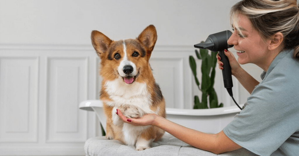 Guie on How to start a pet business