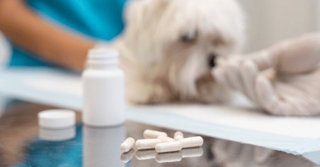 How do you give dogs multivitamins