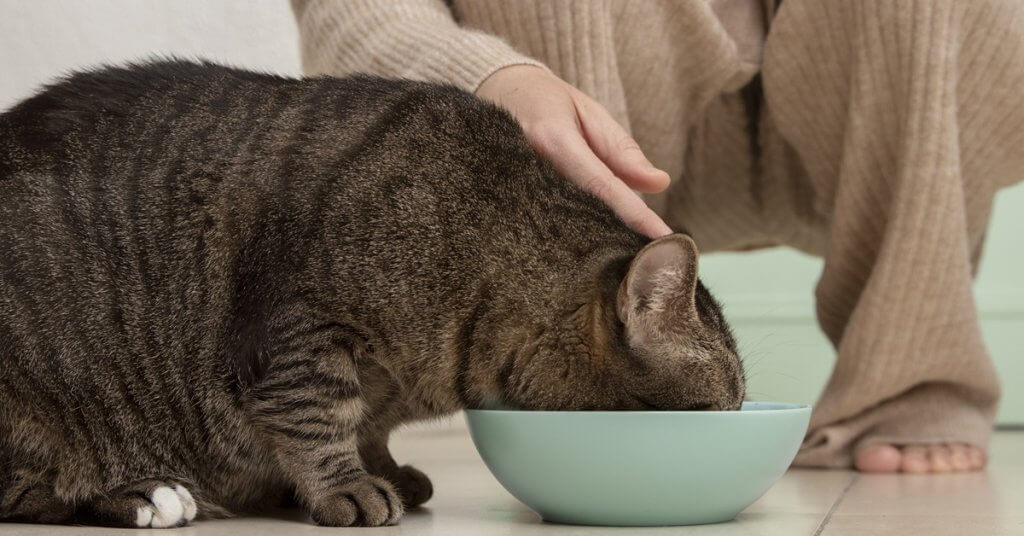 Most Common Ingredients in Cat Supplements