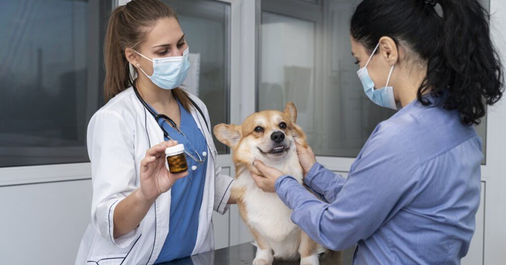 Most Common Ingredients in Pet Vitamin Supplements