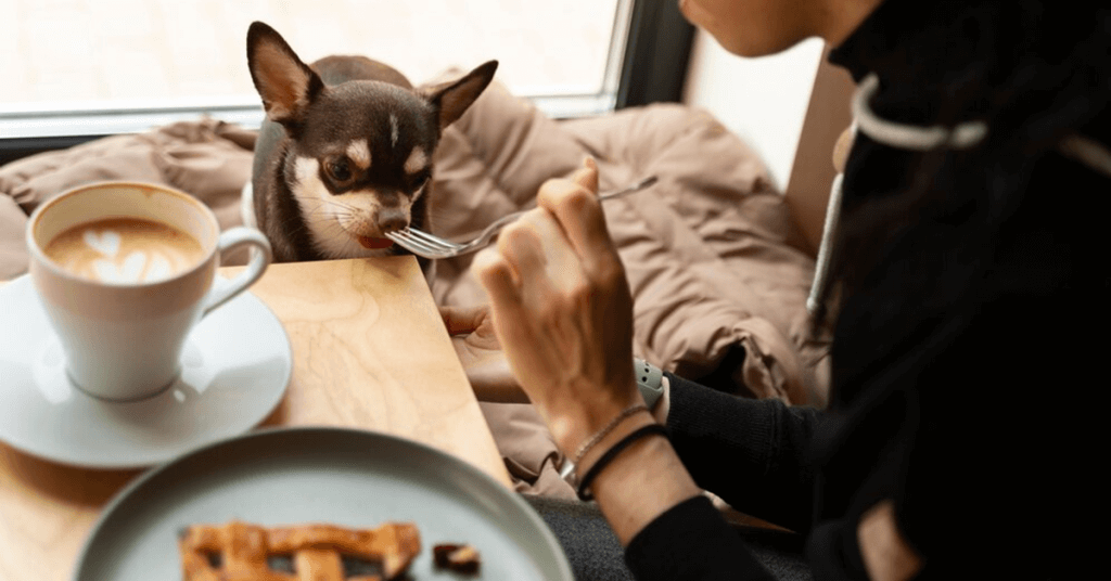 Pet Business Ideas to Consider Pet Cafe