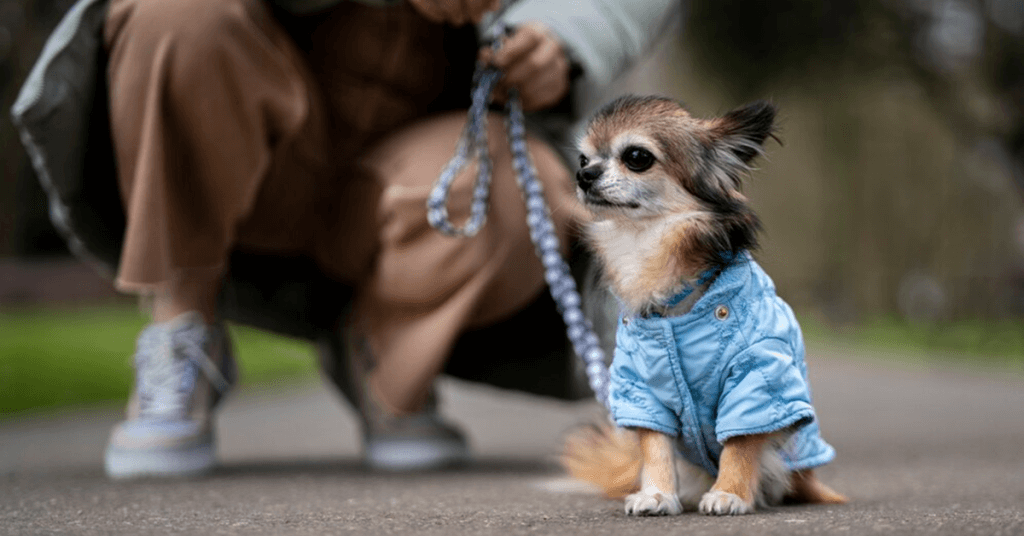 Pet Business Ideas to Consider Pet Clothing and Accessories