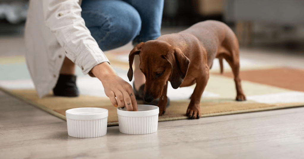 Pet Business Ideas to Consider Pet Food
