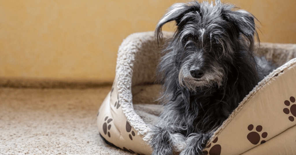 Pet Business Ideas to Consider Pet Furniture