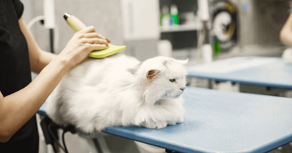 Pet Business Ideas to Consider Pet Grooming