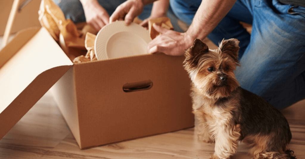 Pet Business Ideas to Consider Pet Subscription Box
