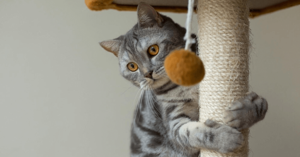 Pet Business Ideas to Consider Pet Toys