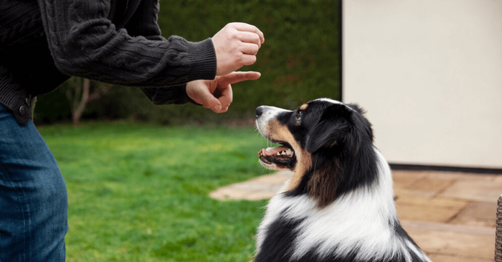 Pet Business Ideas to Consider Pet Training