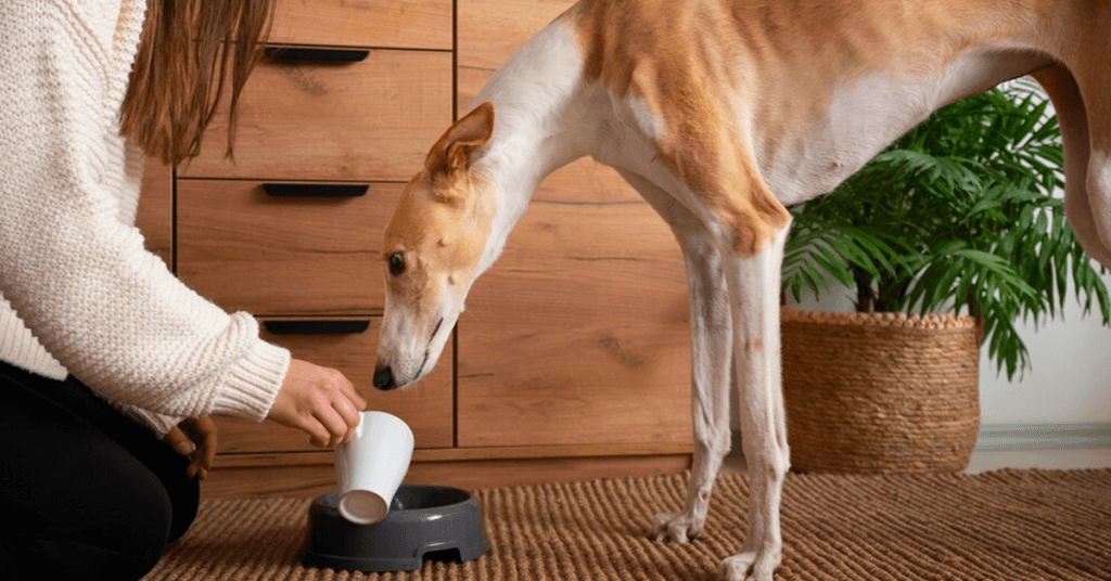 What factors should be considered before giving dogs multivitamins