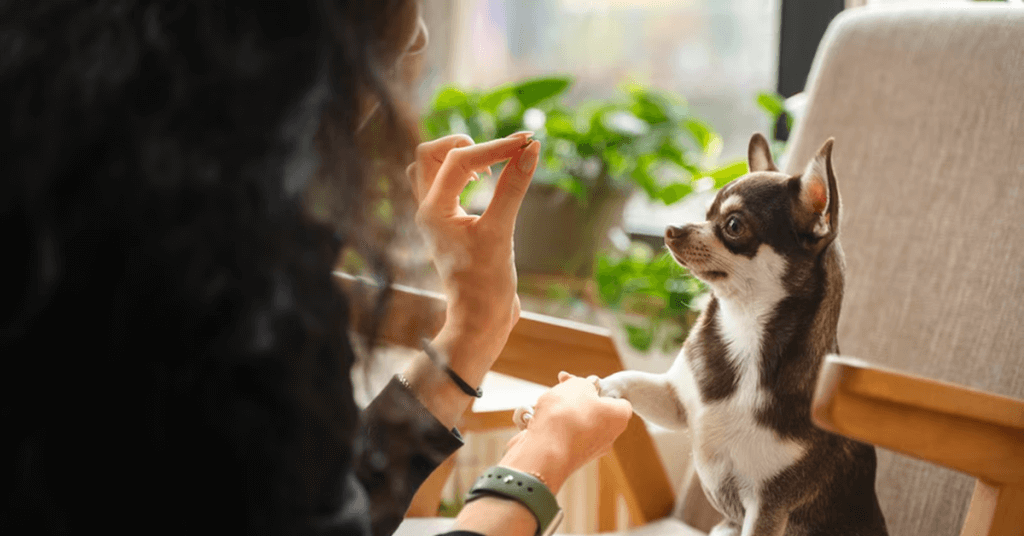 pet business ideas to consider Pet Daycare