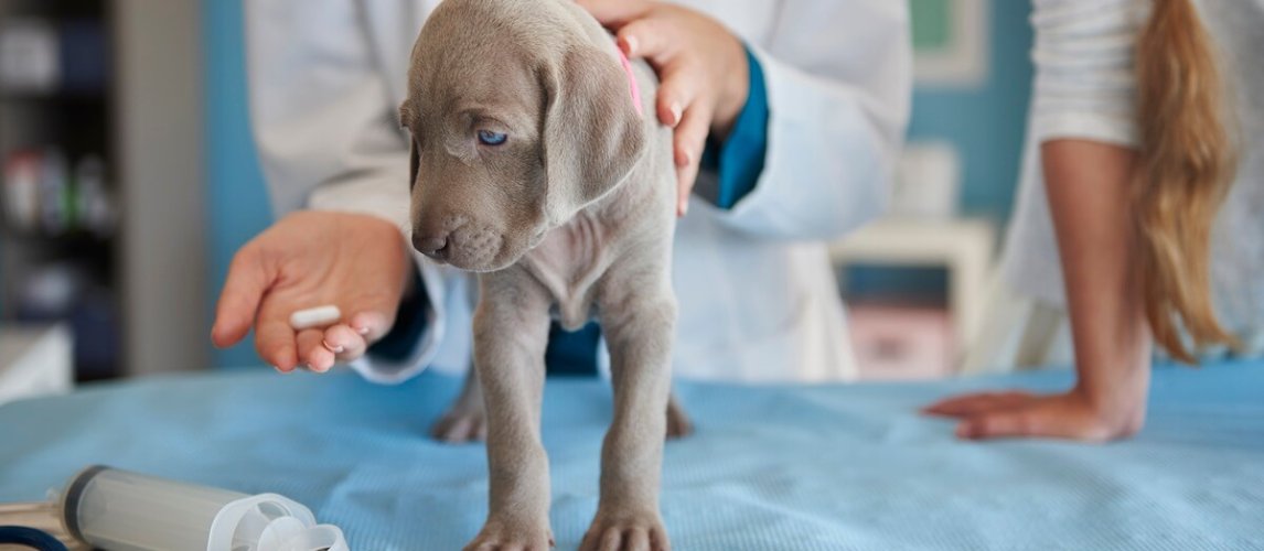 Guide On How To Choose The Best Dog Multivitamins