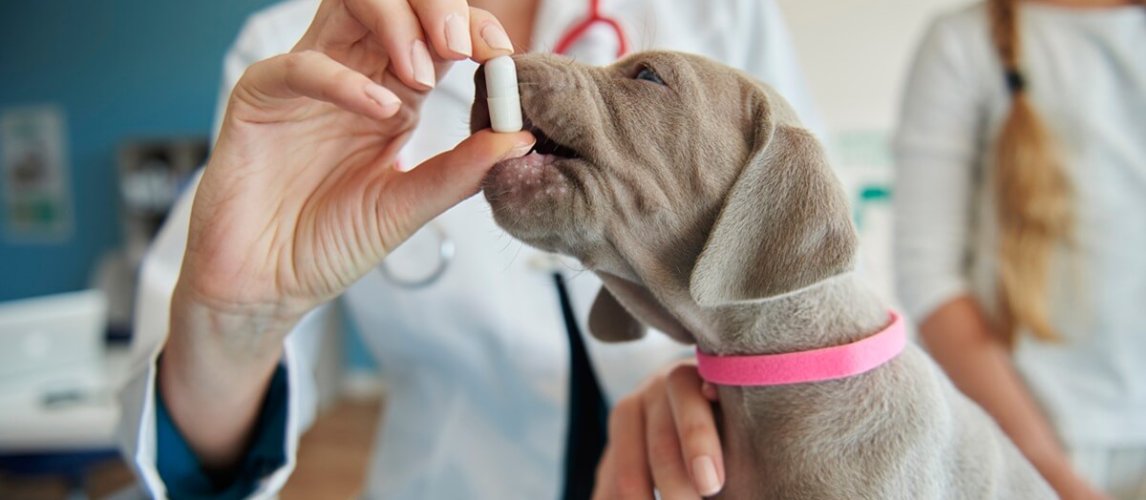 Some vitamins for small puppy